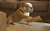 Forget Phelps, His Bulldog Herman Wins the Gold From Me!