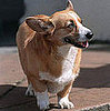 Guess What Breed?