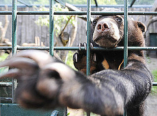 It's No Lie That Lil Lailani Is the Cutest Sun Bear!