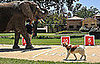 Greatest American Dog Recap: My Dog Can Fly!