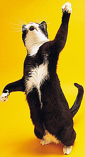 What Do You Know About Kitty Paws and Claws?