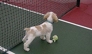 I Need Your Help . . . How to Refresh a Pooch Without a Bath?