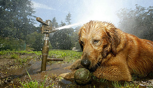 Are Your Pets Frenzied Fetchers?