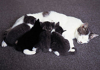 Did You Meet Your Pet's Birth Parents?