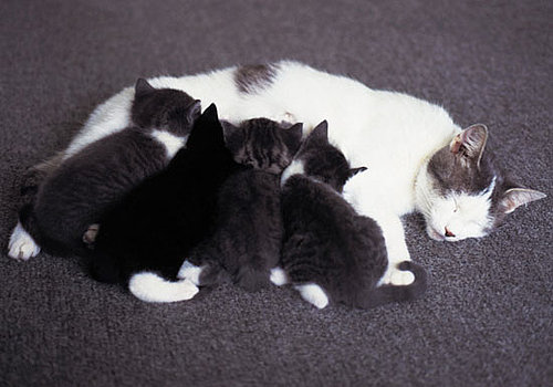 Did You Meet Your Pet's Birth Parents?