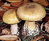 Dog Days of Summer: "Death Cap" Mushrooms