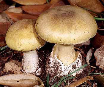 Dog Days of Summer: "Death Cap" Mushrooms