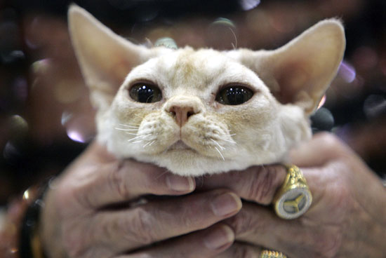 Guess What Breed? Guess What Breed?