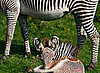 Florence, an Endangered Grevy's Zebra, Is Born in Scotland's Edinburgh Zoo