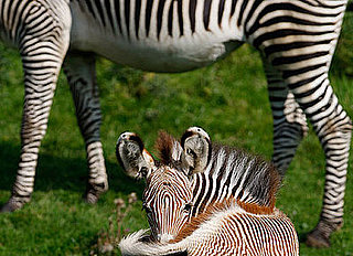 Florence, an Endangered Grevy's Zebra, Is Born in Scotland's Edinburgh Zoo