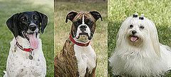Who Do You Want to Win Greatest American Dog? Who Do You Want to Win Greatest American Dog?