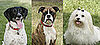 Who Do You Want to Win Greatest American Dog?