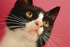 Quiz: Even More Zany Kitty Sayings!