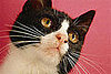 Quiz: Even More Zany Kitty Sayings!