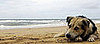 Do Your Dogs Do Their Business at the Beach?