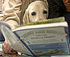 Reader's Choice: What Dog Breed Is the Smartest?