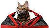 Someone's Lucky Pet Has a Strawberry Sleepypod . . .