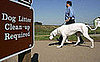 Would You Provide Doggie's DNA to Stop Unscooped Poop?