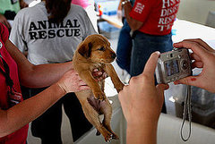 How You Can Help Furry Victims of Hurricane Ike . . . How You Can Help Furry Victims of Hurricane Ike . . .
