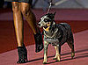 In the Spotlight: Cani di Lusso Pet Fashion Show in Mexico City