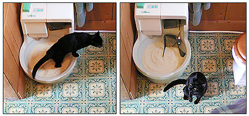 Upgrade Your CatGenie with the Power Flush System for Free!