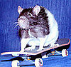 Skateboarding Rats: In the LINK of an Eye!