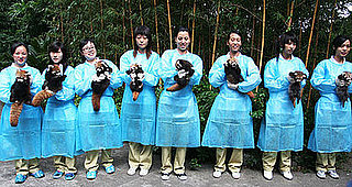 Eight Red Pandas Doing Great!