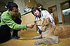 To the Rescue: Getting Ready for Your Dog's Day With the Doc