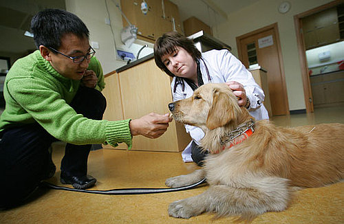 To the Rescue: Getting Ready for Your Dog's Day With the Doc
