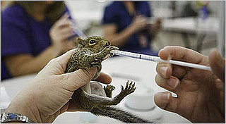 Awww, Hurricane Ike's Tiny Bushy-Tailed Victims Need Help