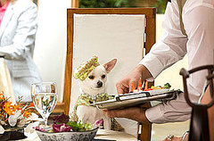 Will You See Beverly Hills Chihuahua? Will You See Beverly Hills Chihuahua?