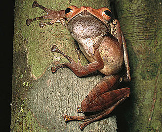 Creature Features: Tree Frogs
