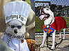 Will You Dress Your Pet Up for Halloween?