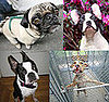 Do Tell: Is Your Purebred Ever Mistaken For Another Breed?
