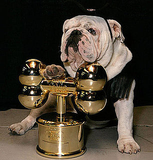 And the 2008 Worldwide Fido Award Goes To . . . 