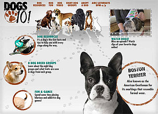 Tune In, Saturday! Animal Planet's Dogs 101