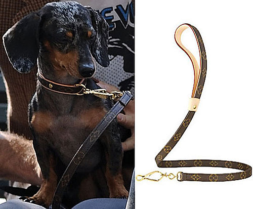 Do Agyness Deyn's Doggies Have LV Knockoffs or Not?