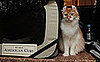 What Do You Know About the World's Largest Cat Show?