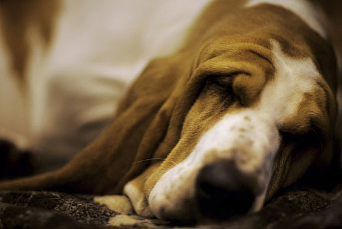 Basset Hound Basset Hound