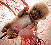 This Puppy's Cute . . . Even in the Womb: In the LINK of an Eye!