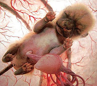 This Puppy's Cute . . . Even in the Womb: In the LINK of an Eye!