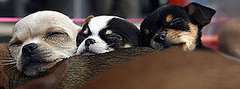 What Do You Know About Chihuahuas?