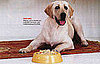 Create Chinese "Fake-Out" For You (and Your Furry Friend)
