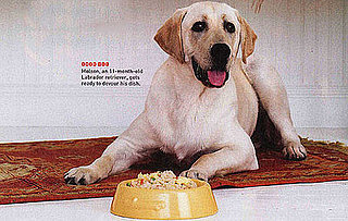 Create Chinese "Fake-Out" For You (and Your Furry Friend)