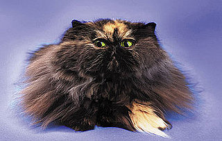 Pet Peeves: Kitty's Got Dandruff