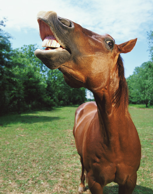 Quiz: Do You Have Any Horse Sense? Quiz: Do You Have Any Horse Sense?
