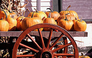 Yay or Nay For Pets at the Pumpkin Patch?