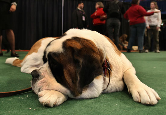Saint Bernard Saint Bernard