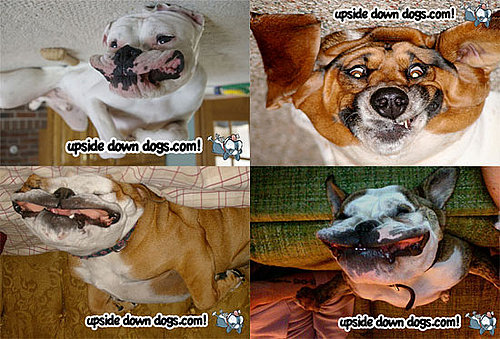 Upside Down Dogs Are on the Right Side of Adorable