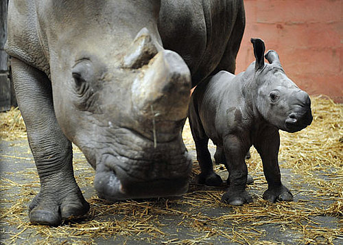 White Rhino, Keyah, Born at Cerza Zoo in France